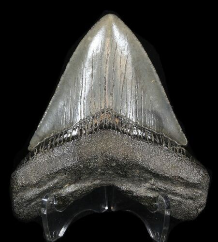 Wide, Megalodon Tooth - South Carolina #37621